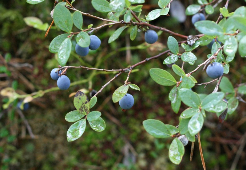 Vaivoras, paprastasis