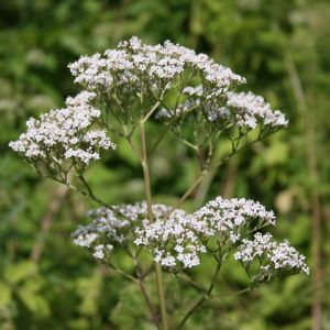 Valerijonas, vaistinis