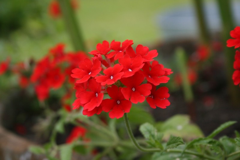Verbena, darželinė