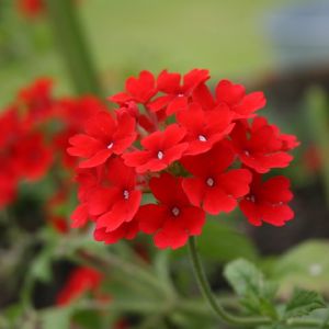 Verbena, darželinė