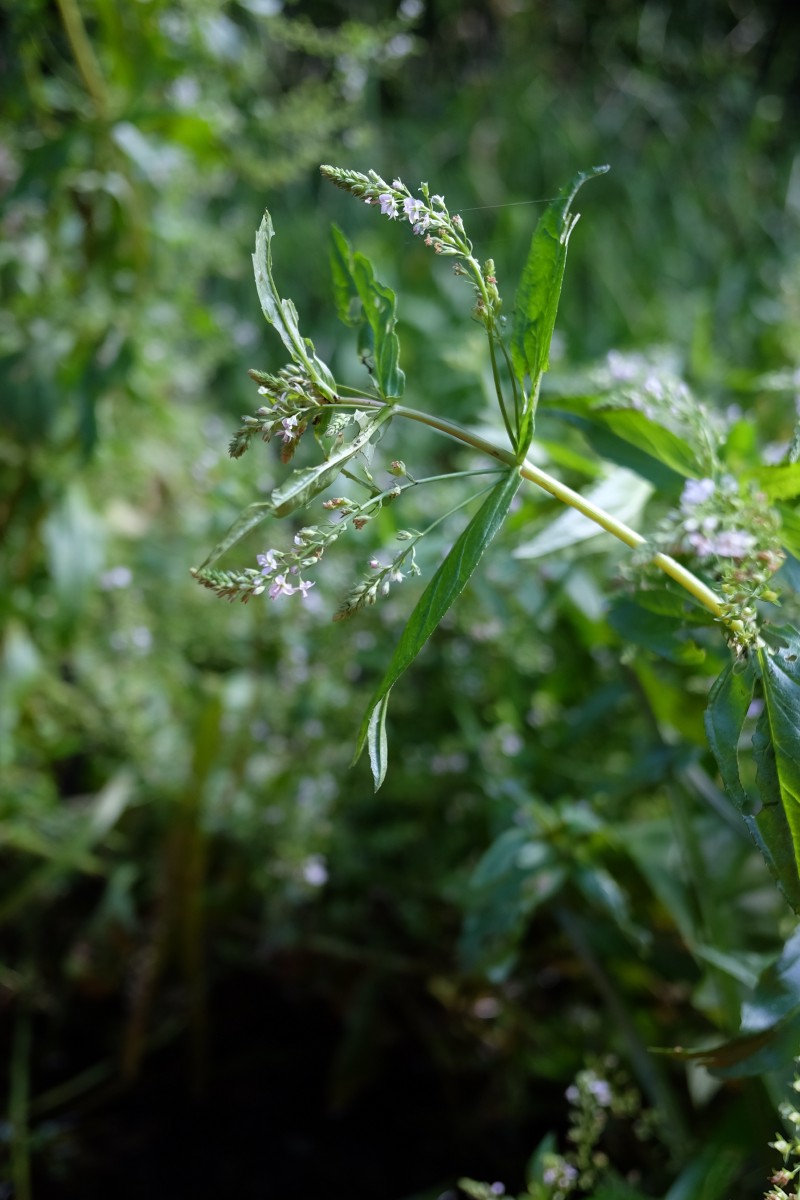 Veronika, vandeninė