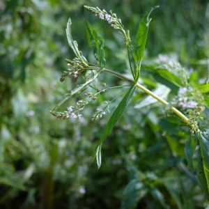 Veronika, vandeninė