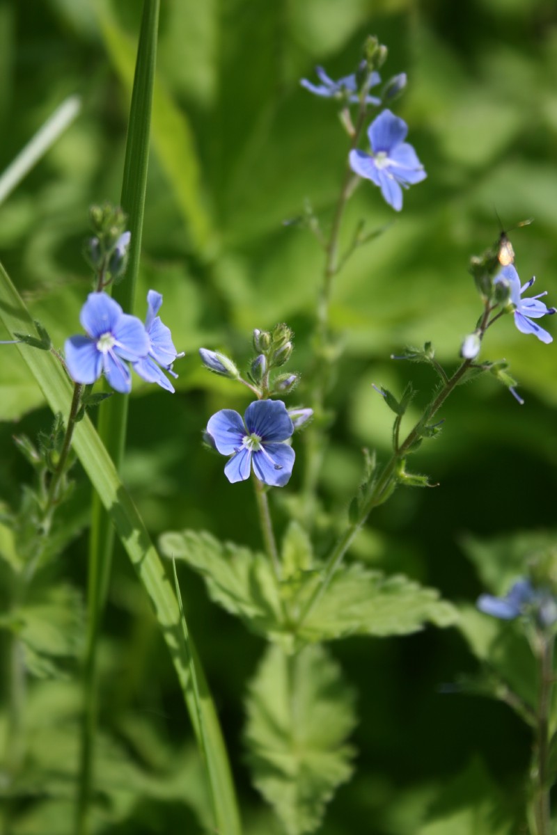 Veronika, paprastoji