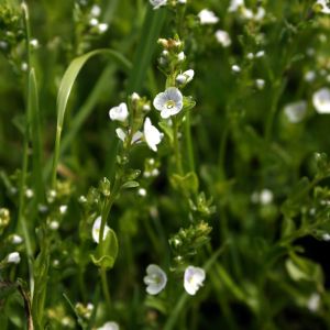 Veronika, čiobralapė