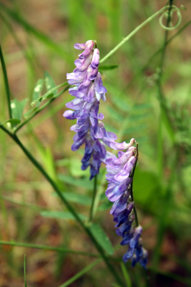 Vikis, mėlynžiedis