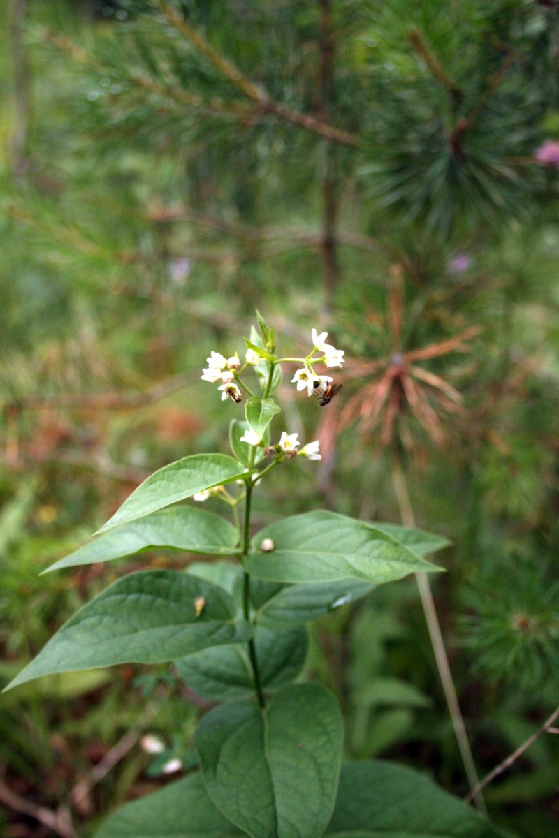 Kregždūnė, šlakinė