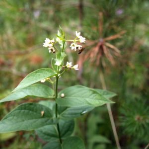 Kregždūnė, šlakinė