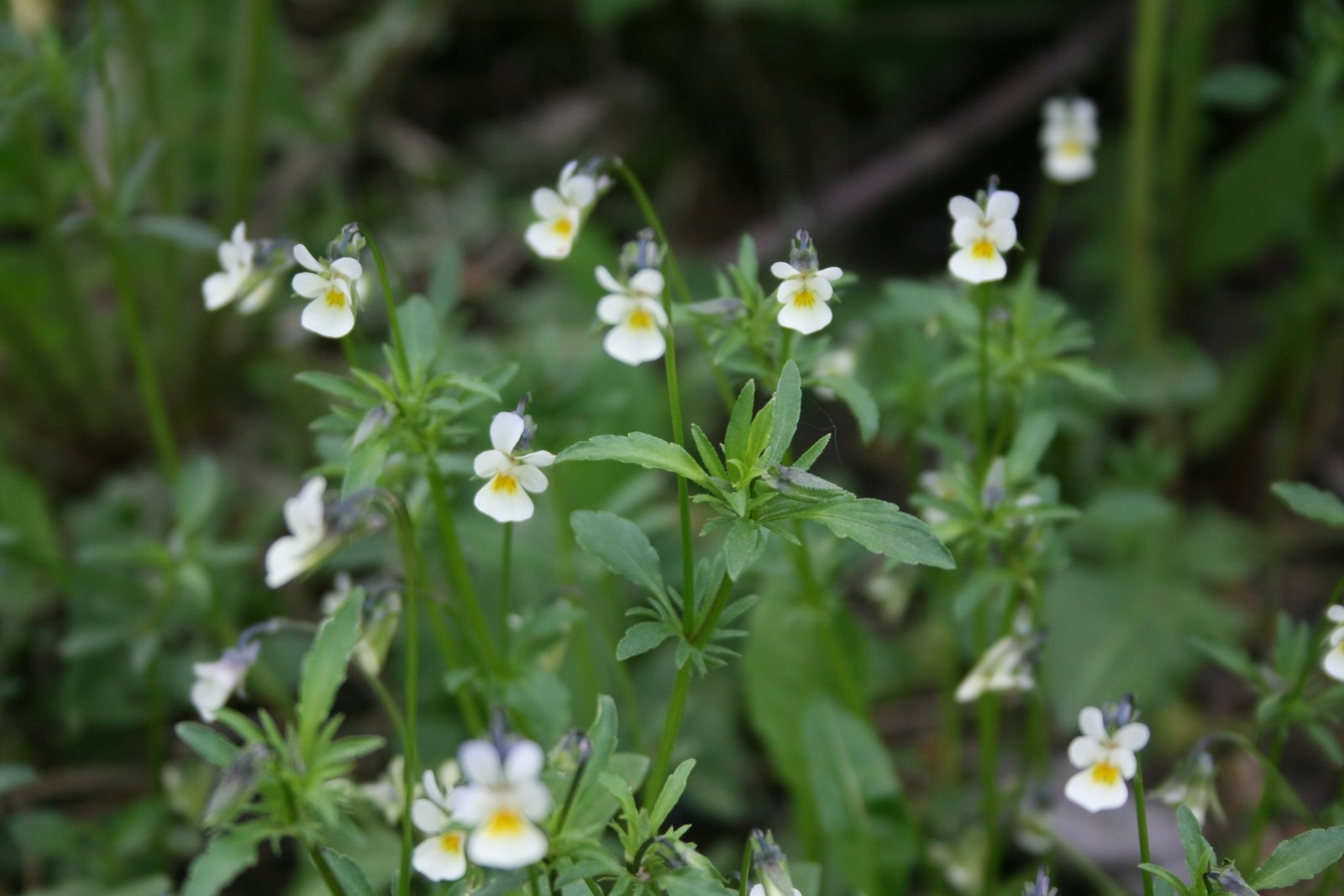 Našlaitė, dirvinė