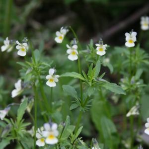 Našlaitė, dirvinė