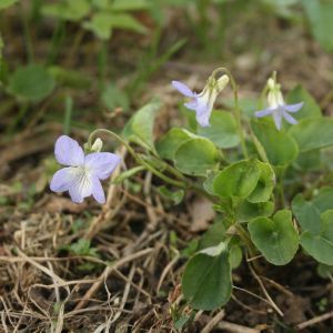 Našlaitė, šuninė