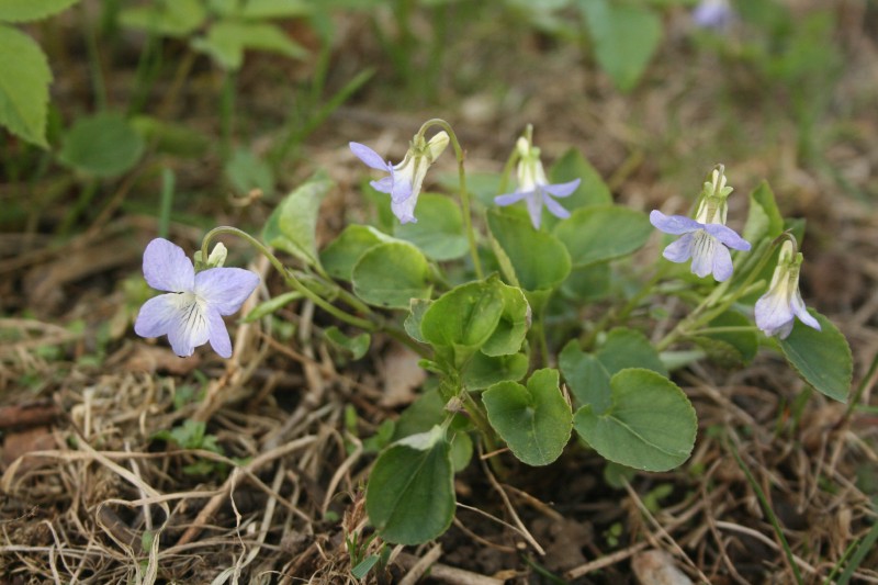 Našlaitė, šuninė