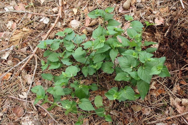 Našlaitė, puošnioji