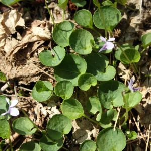 Našlaitė, durpyninė