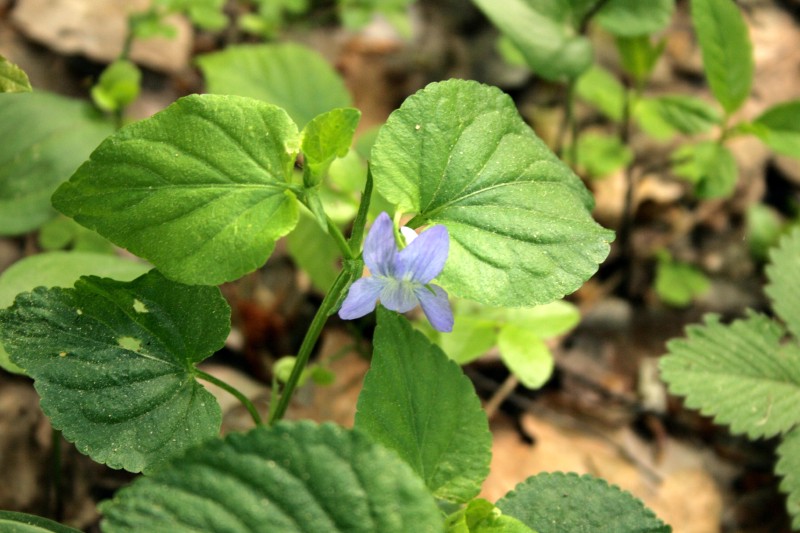 Našlaitė, miškinė