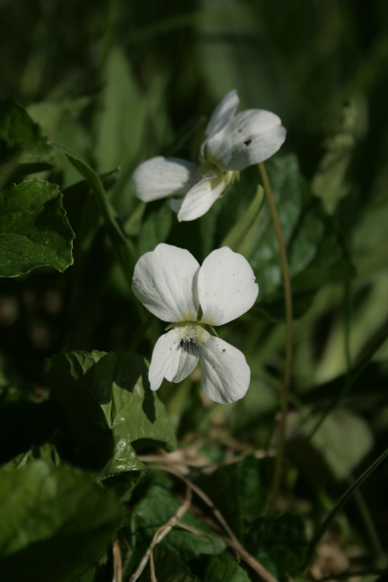 Našlaitė, dryžuotoji
