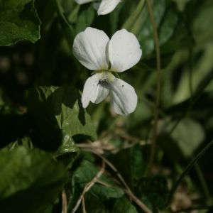 Našlaitė, dryžuotoji