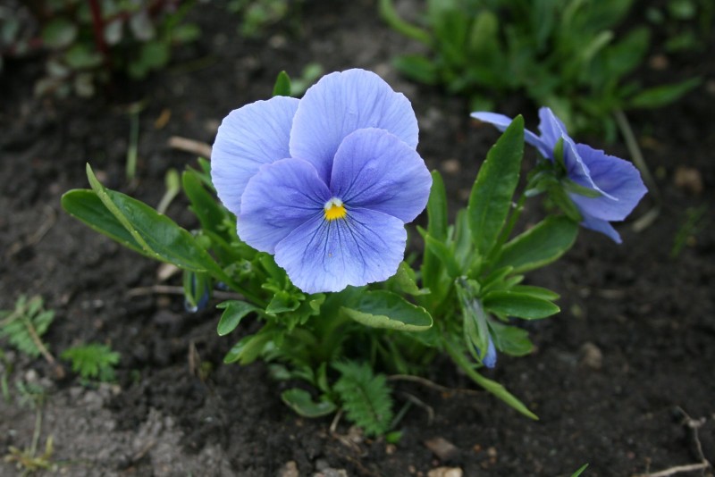 Našlaitė, darželinė