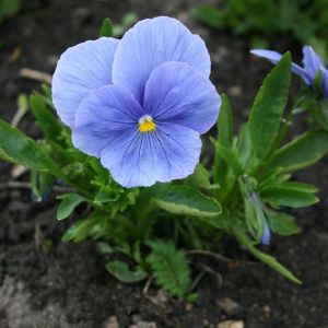 Našlaitė, darželinė