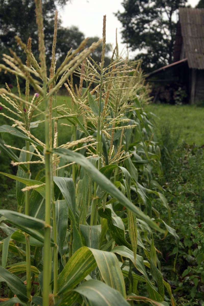 Kukurūzas, paprastasis