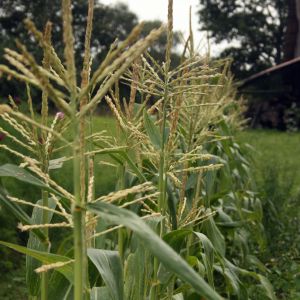 Kukurūzas, paprastasis