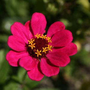 Gvaizdūnė, puikioji