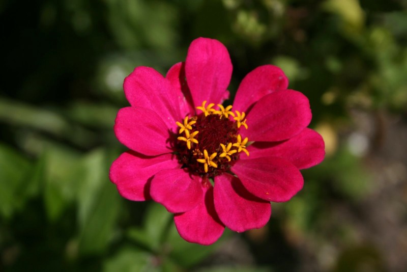 Gvaizdūnė, puikioji