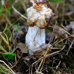 Alvytė, garbanotoji (lot. Helvella crispa Fr.)
