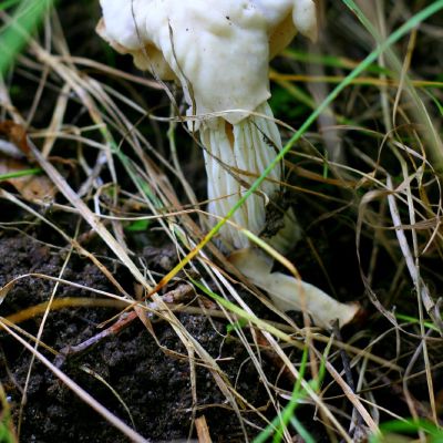 Garbanotoji alvyte 3