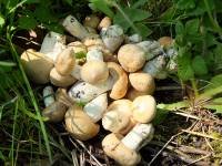 Balteklė, pavasarinė (lot. Calocybe gambosa)