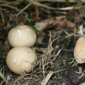 Balteklė, pavasarinė (lot. Calocybe gambosa)