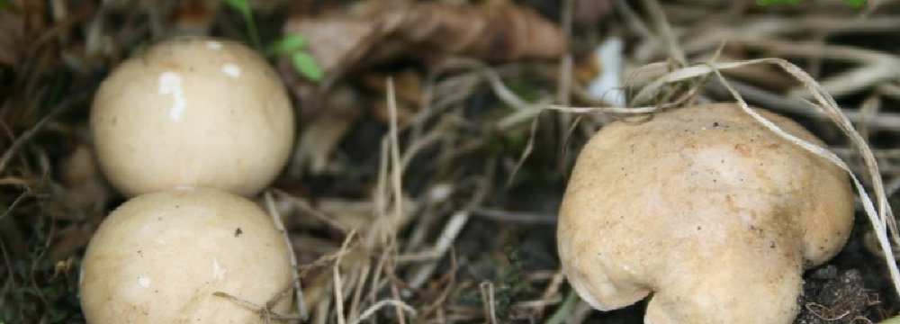 Balteklė, pavasarinė (lot. Calocybe gambosa)