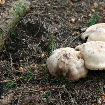 Suaugusios baltekles