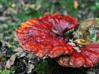 Blizgutis, tikrinis (lot. Ganoderma lucidum Fr.)