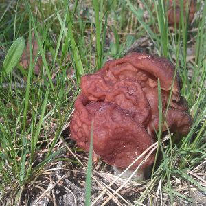Bobausis, valgomais (lot. Gyromitra esculenta)