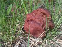 Bobausis, valgomais (lot. Gyromitra esculenta)