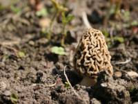 Briedžiukas, valgomasis (lot. Morchella esculenta)