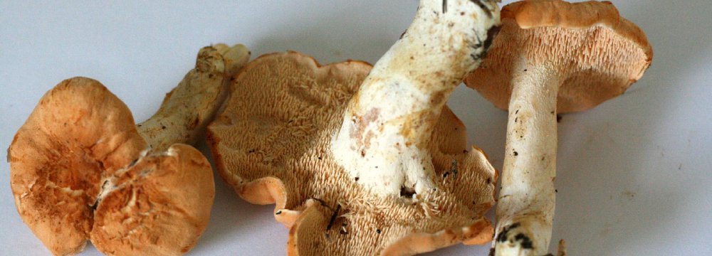 Dyglutis, rausvagelsvis (lot. Hydnum rufescens)