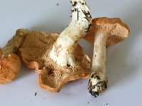 Dyglutis, rausvagelsvis (lot. Hydnum rufescens)