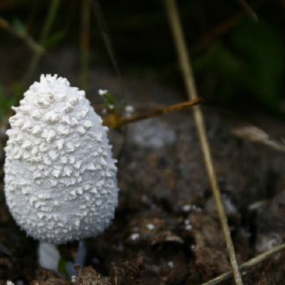 Jaunas gauruotasis meslagrybis coprinus comatus l