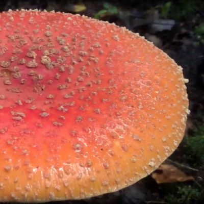 Didziule musmires kepurele