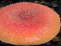 Musmirė, paprastoji (lot. Amanita muscaria L.)