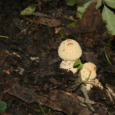 Jaunos paprastosios musmires amanita muscaria l