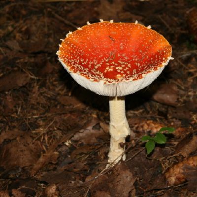 Peraugusi paprastoji musmire amanita muscaria l