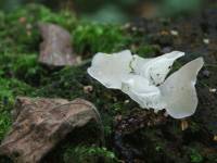 Netikradyglis, drebutinis (lot. Pseudohydnum gelatinosum)