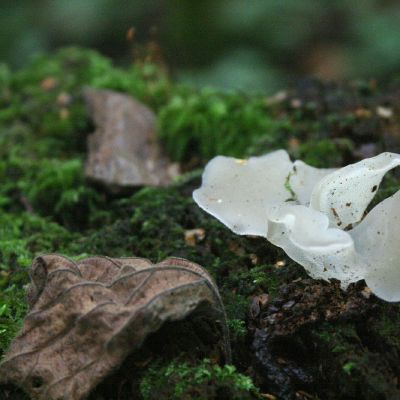 Drebutinis netikradyglis