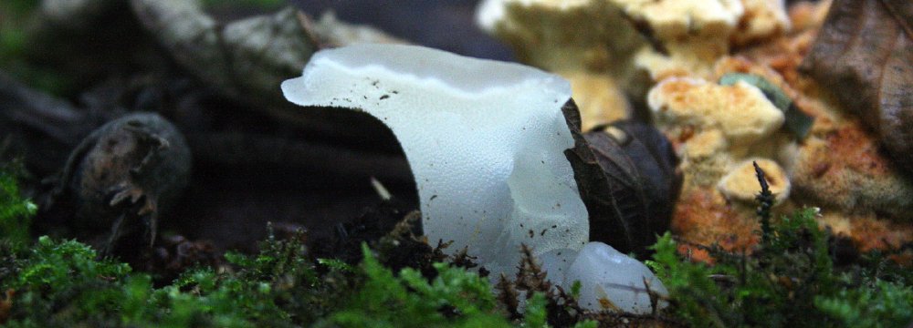 Netikradyglis, drebutinis (lot. Pseudohydnum gelatinosum)