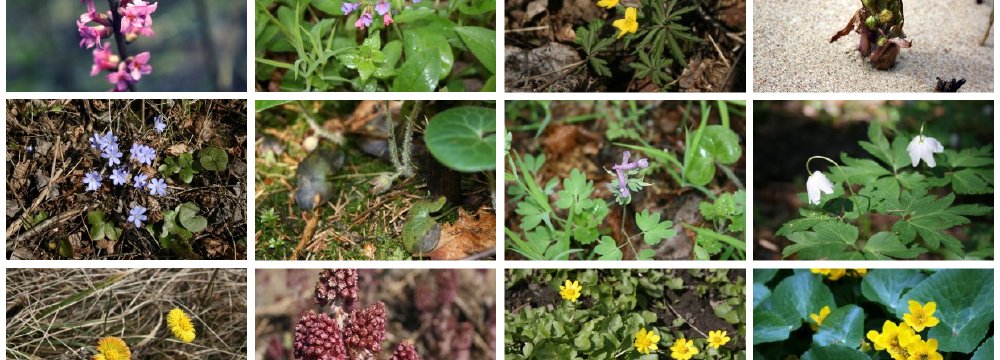 Augalai, skelbiantys žiemos pabaigą. 15 laukinių augalų, pražystančių kovo - balandžio mėnesiais