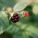 Avietės ir gervuogės