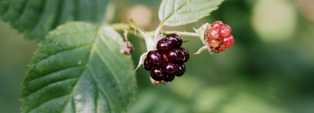 Avietės ir gervuogės