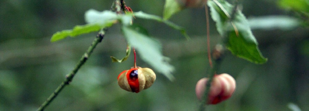 Būdai ir priemonės augalams stebėti